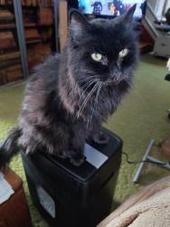 Lost Male Cat last seen Republic close to Joan Park, Columbus, OH 43211