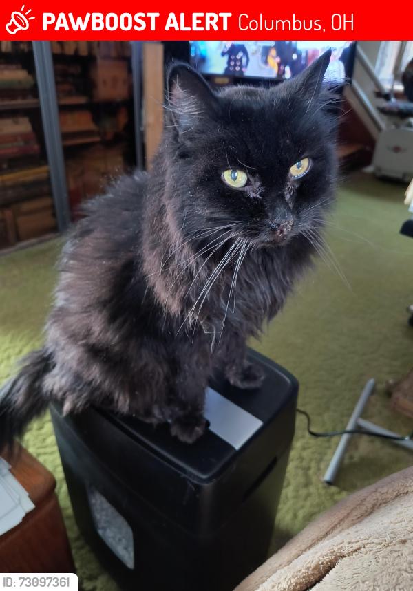 Lost Male Cat last seen Republic close to Joan Park, Columbus, OH 43211