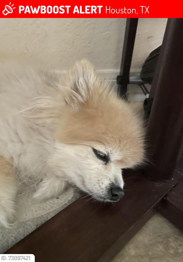 Lost Female Dog last seen Near Hargrave, Houston, TX 77070