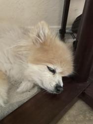 Lost Female Dog last seen Near Hargrave, Houston, TX 77070