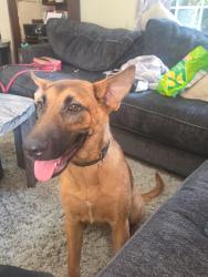 Reunited Male Dog last seen Mountain terrace and saint elmo, Memphis, TN 38127