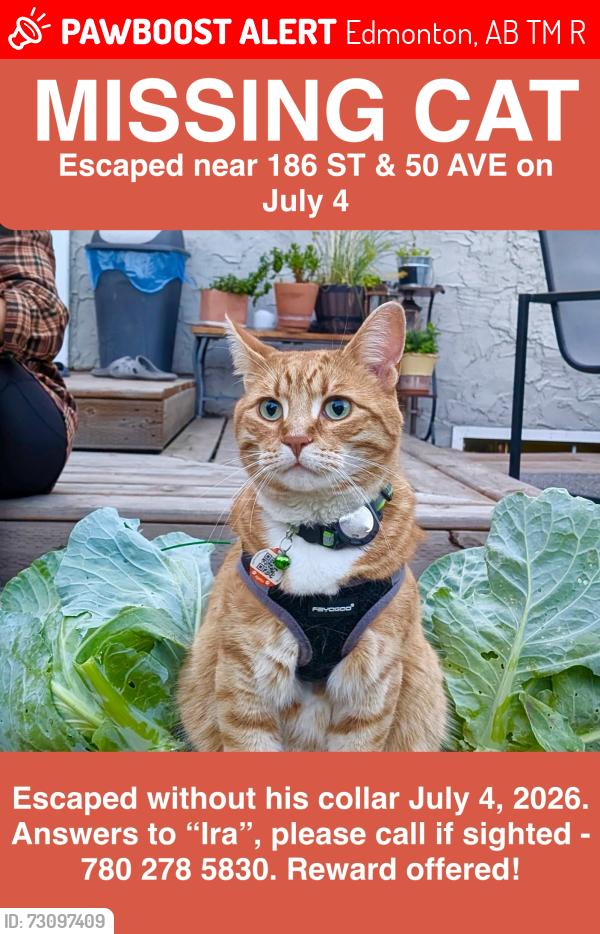 Lost Male Cat last seen Near ST & 50 AVE, Edmonton, AB T6M 2R3