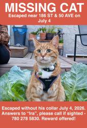 Lost Male Cat last seen Near ST & 50 AVE, Edmonton, AB T6M 2R3