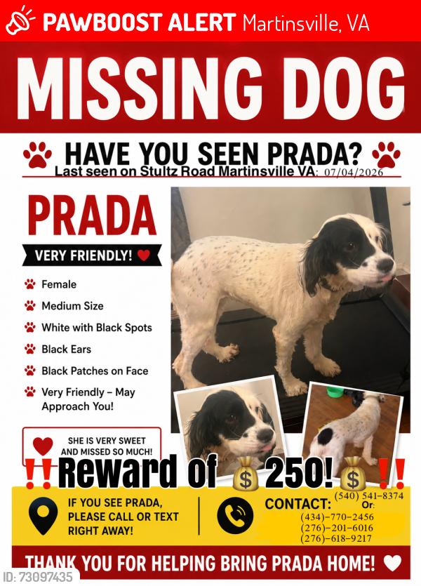 Lost Female Dog last seen Walmart and Arby’s near Stultz Road, Martinsville VA 24112, Martinsville, VA 24112