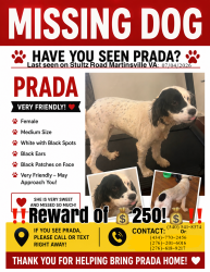 Lost Female Dog last seen Walmart and Arby’s near Stultz Road, Martinsville VA 24112, Martinsville, VA 24112