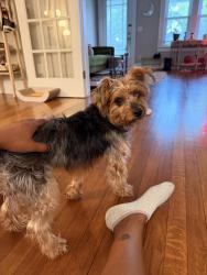 Reunited Male Dog last seen Springfield, Jacksonville, FL 32206