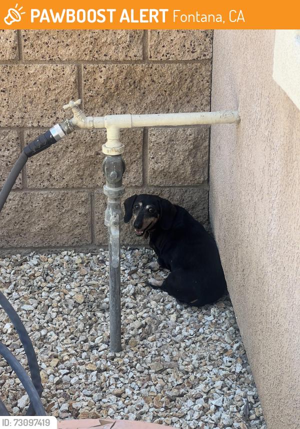 Found/Stray Unknown Dog last seen Millwood place and alpine, Fontana, CA 92337