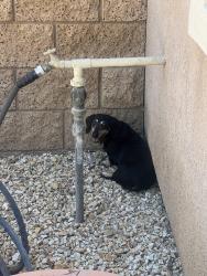 Found/Stray Unknown Dog last seen Millwood place and alpine, Fontana, CA 92337