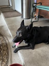 Reunited Male Dog last seen Green Rd/ Rustic Pines, Middleburg, FL 32068