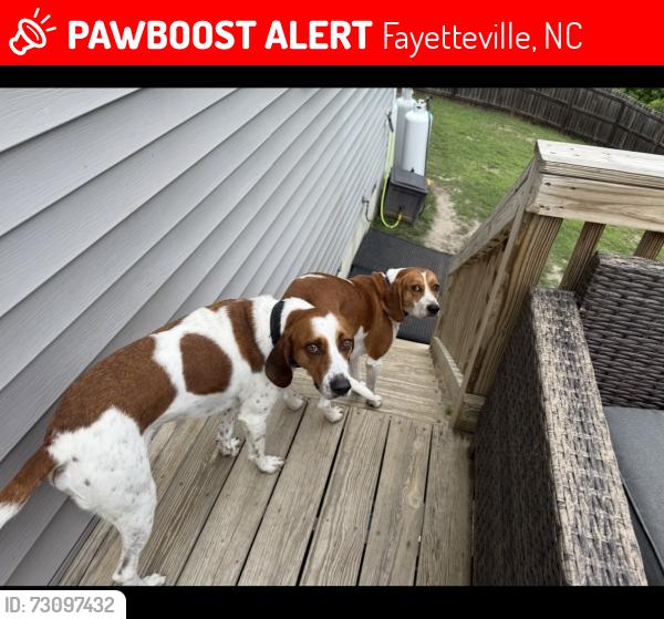 Lost Female Dog last seen Woodline Drive, Fayetteville, NC 28314