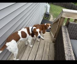 Lost Female Dog last seen Woodline Drive, Fayetteville, NC 28314