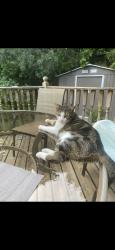 Reunited Female Cat last seen Near Paisley Blvd W, Mississauga, ON L5C 3P5, Canada, Mississauga, ON L5C 3P5