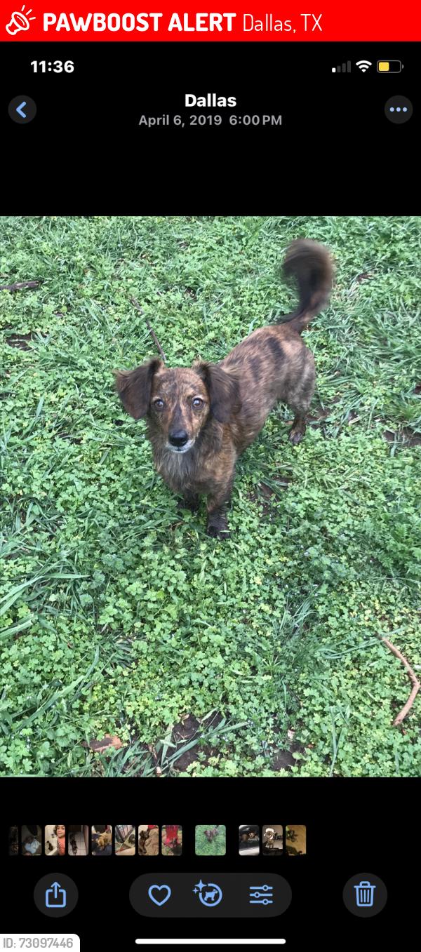 Lost Male Dog last seen Jim miller and military, Dallas, TX 75227