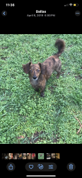 Lost Male Dog last seen Jim miller and military, Dallas, TX 75227