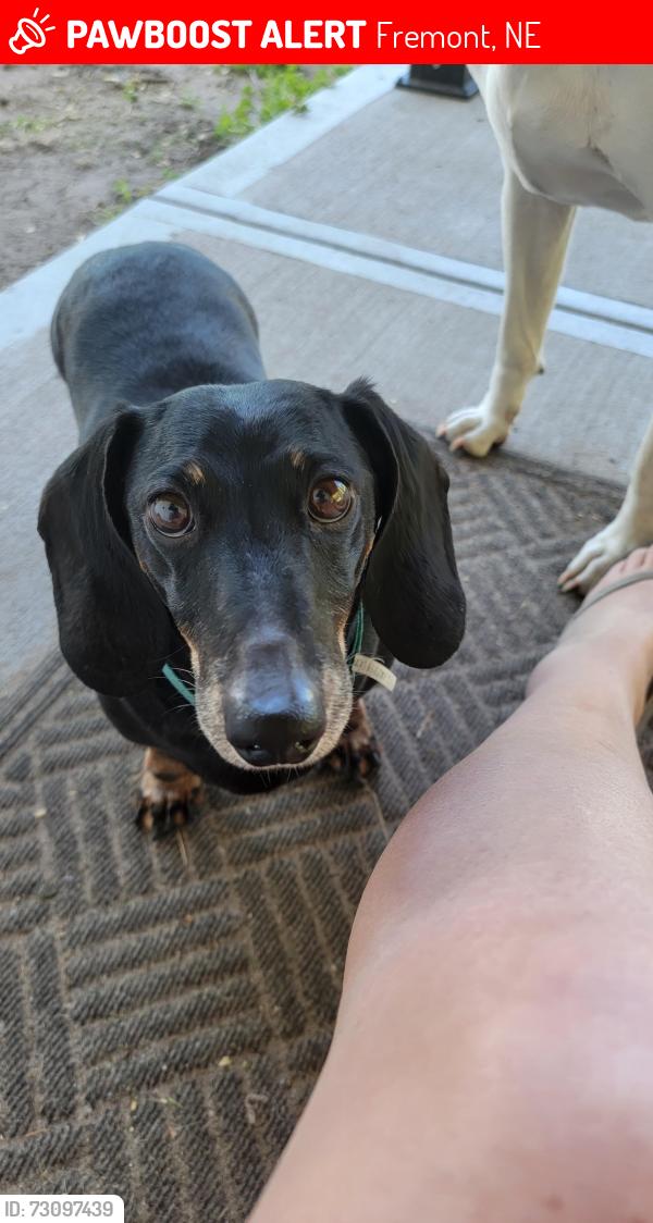 Lost Male Dog last seen County Rd T County Rd U, Fremont, NE 68025