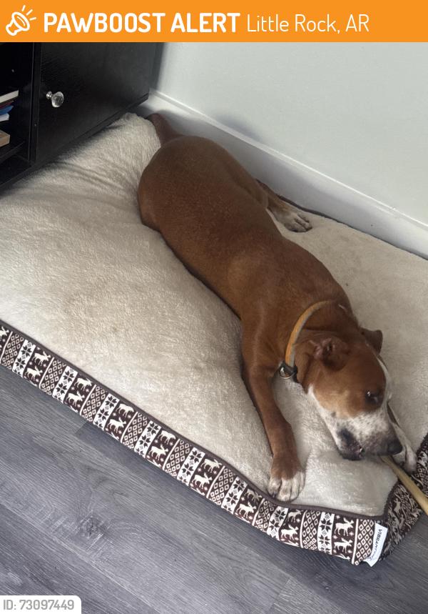 Found/Stray Male Dog last seen Otter creek rd, Little Rock, AR 72210