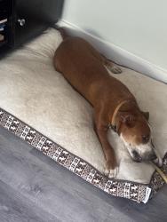 Found/Stray Male Dog last seen Otter creek rd, Little Rock, AR 72210