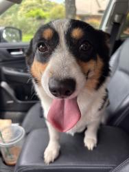 Found/Stray Female Dog last seen Ferguson Road, Dallas, TX 75218