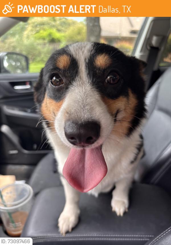Found/Stray Female Dog last seen Ferguson Road, Dallas, TX 75218