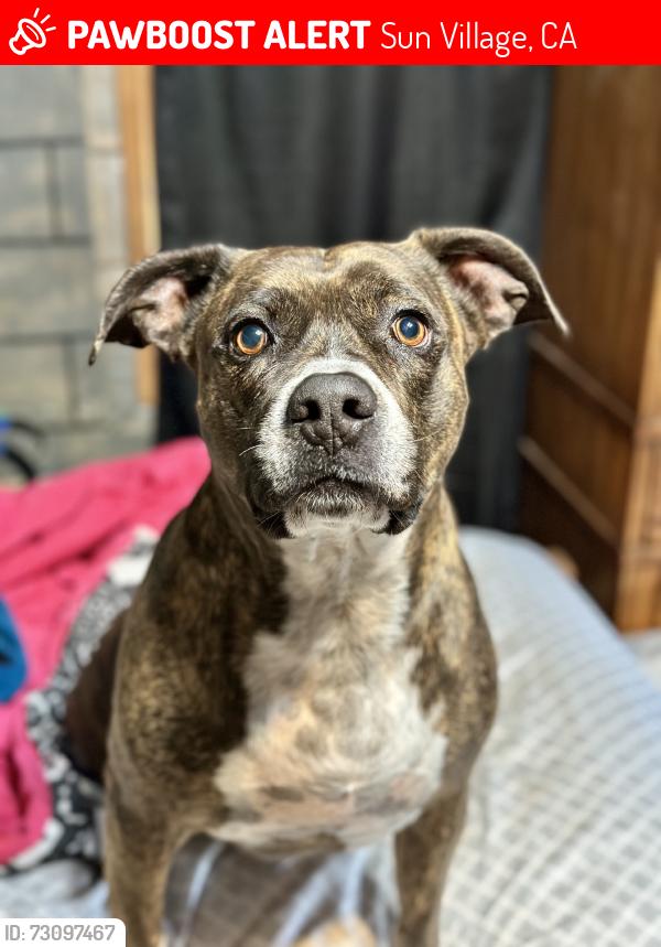Lost Male Dog last seen Near East Palmdale Blvd, Sun Village, CA 93552
