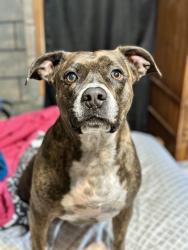 Lost Male Dog last seen Near East Palmdale Blvd, Sun Village, CA 93552