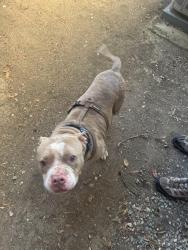 Found/Stray Male Dog last seen Clayton Way , Concord, CA 94519