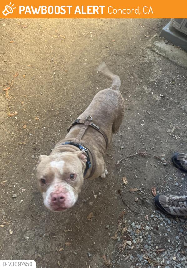 Found/Stray Male Dog last seen Clayton Way , Concord, CA 94519