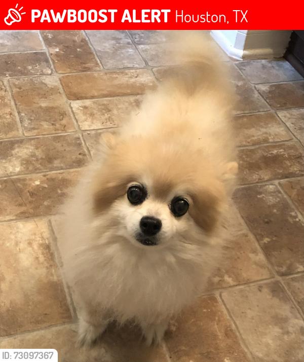 Lost Female Dog last seen Near hargrave rd, Houston, TX 77070