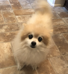 Lost Female Dog last seen Near hargrave rd, Houston, TX 77070