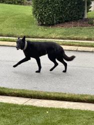 Reunited Unknown Dog last seen White Ash Drive and Ooltewah-Ringgold Rd, Hamilton County, TN 37421