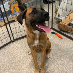 Shelter Stray Female Dog last seen , 2350 Appling City Cove, Memphis, TN 38133, USA