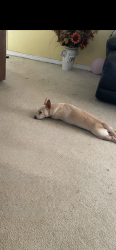Reunited Male Dog last seen Near block of 42nd street, Lubbock, TX 79413