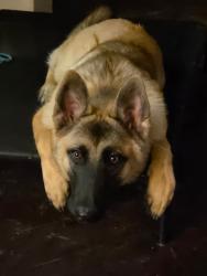 Reunited Female Dog last seen Lakeview and Foster, San Antonio, TX 78244