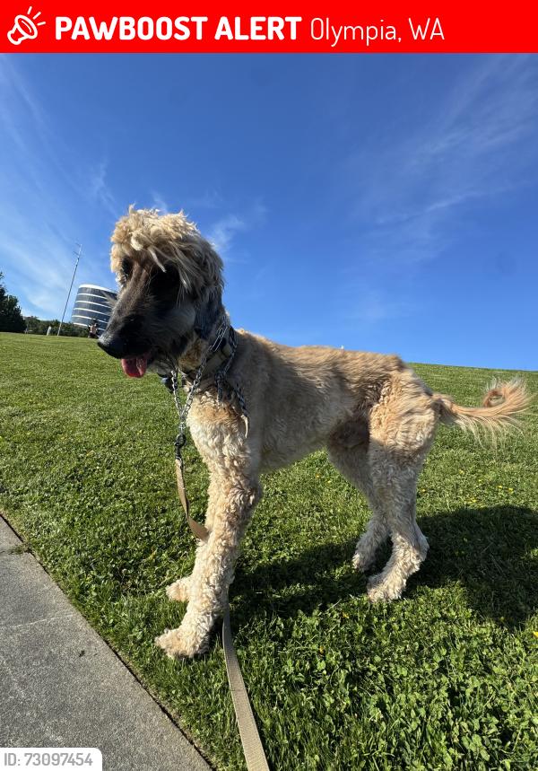 Lost Male Dog last seen Near 67th Ave NW Olympia 98502, Olympia, WA 98502