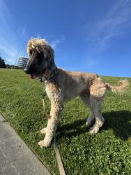Lost Male Dog last seen Near 67th Ave NW Olympia 98502, Olympia, WA 98502