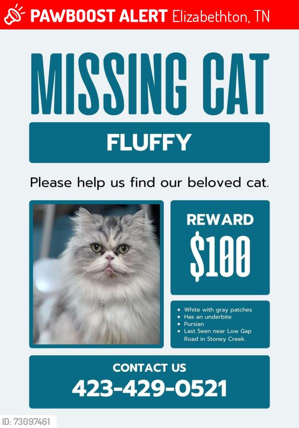 Lost Male Cat last seen Hwy 91, Elizabethton, TN 37643