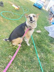 Found/Stray Female Dog last seen SW Tongue Ln, Cornelius, Washington County, OR 97113