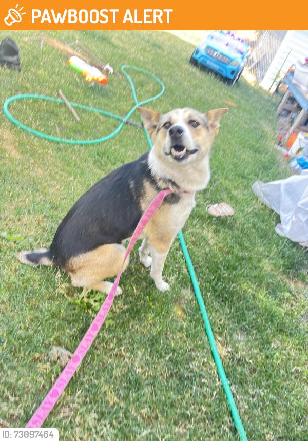 Found/Stray Female Dog last seen SW Tongue Ln, Cornelius, Washington County, OR 97113