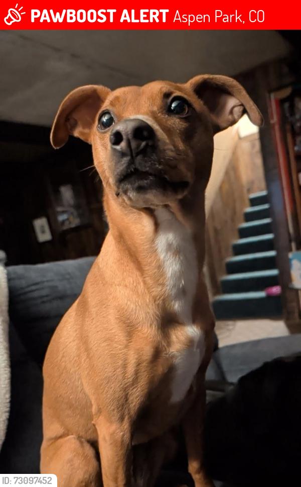 Lost Female Dog last seen Barney Gulch Rd and Kennedy Gulch Rd, Jefferson County, CO 80433