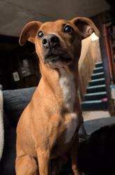 Lost Female Dog last seen Barney Gulch Rd and Kennedy Gulch Rd, Jefferson County, CO 80433