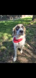 Reunited Male Dog last seen Lander, Turlock, CA 95380