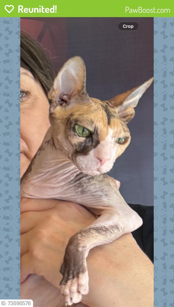 Reunited Female Cat last seen Southern Village, Chapel Hill, NC 27516