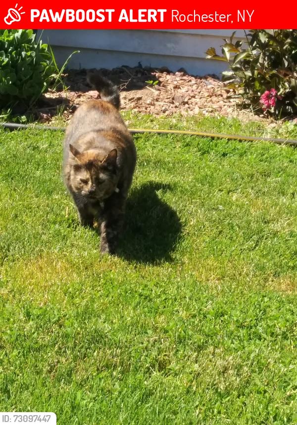 Lost Female Cat last seen Braddock Bay, Rochester, NY 14612