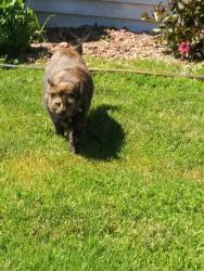 Lost Female Cat last seen Braddock Bay, Rochester, NY 14612