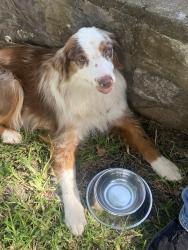 Reunited Unknown Dog last seen JE Woody Rd, Springtown, TX 76082