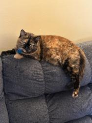Lost Female Cat last seen Corner of Vann & Culverson, Evansville, IN 47714