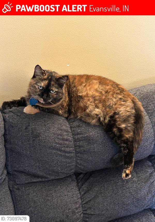 Lost Female Cat last seen Corner of Vann & Culverson, Evansville, IN 47714