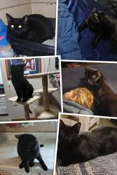 Reunited Male Cat last seen Cedar springs mobile ests, Cedar Springs, MI 49319