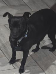 Lost Female Dog last seen Las lomitas & la canada, Tucson, AZ 85704