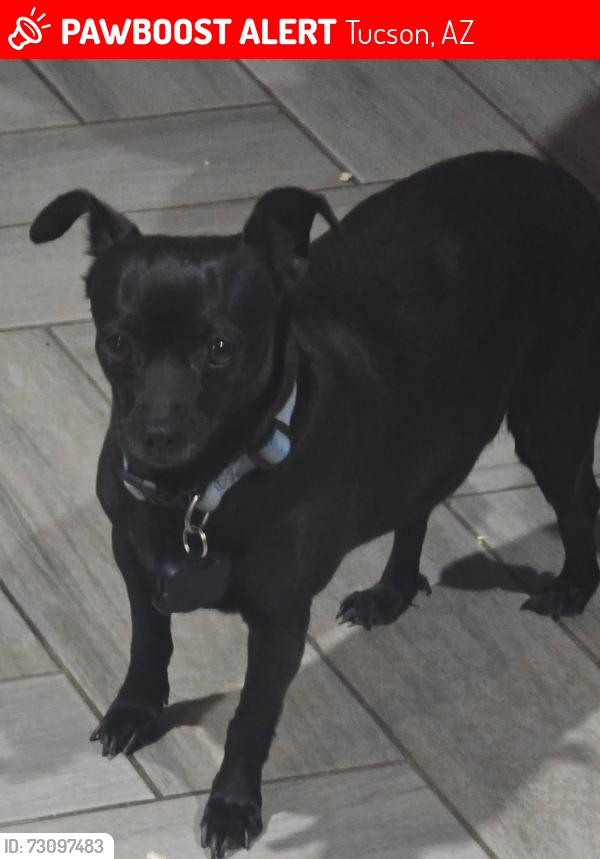 Lost Female Dog last seen Las lomitas & la canada, Tucson, AZ 85704
